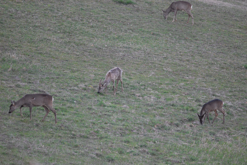 Il Capriolo